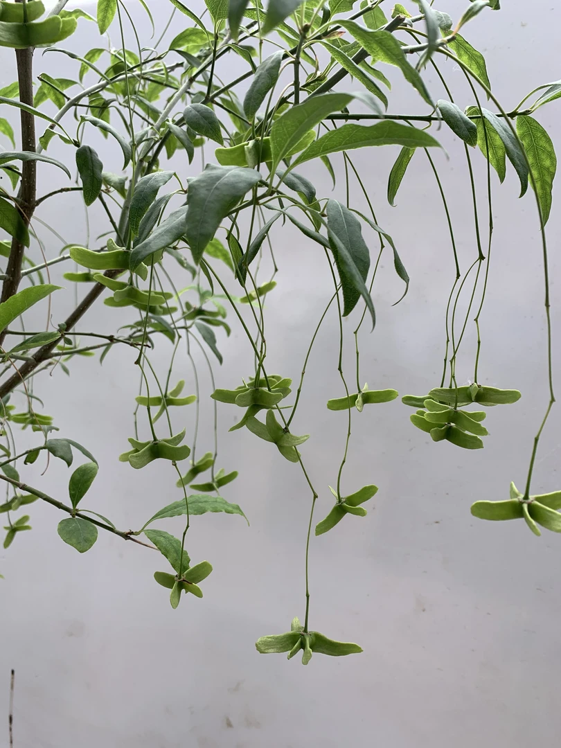 蝴蝶盆景，直播间拍货链接，单拍无效