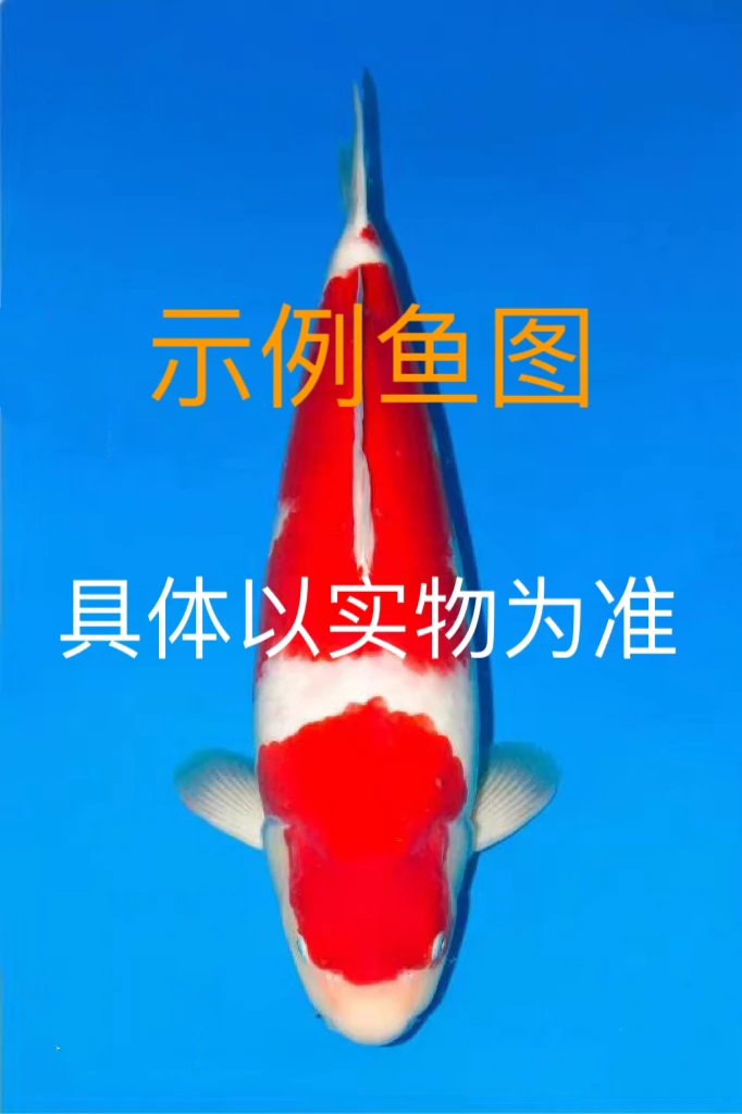 锦鲤活体观赏鱼小当岁