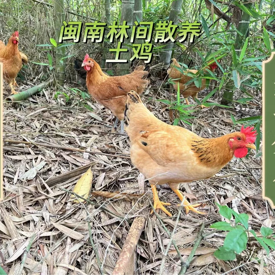 福建农家散养六个月土鸡小母鸡青脚麻鸡 包冰率10%-15%