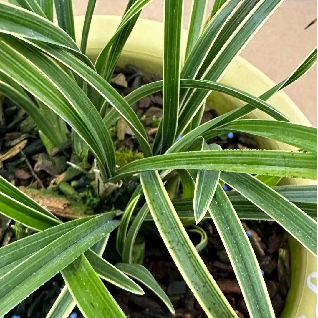 精品金边兰花惠兰一苗