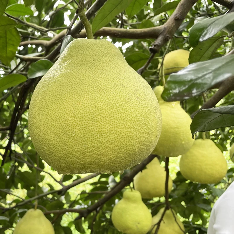 【小白专属】合江特产真龙柚子当季新鲜水果纯甜无酸