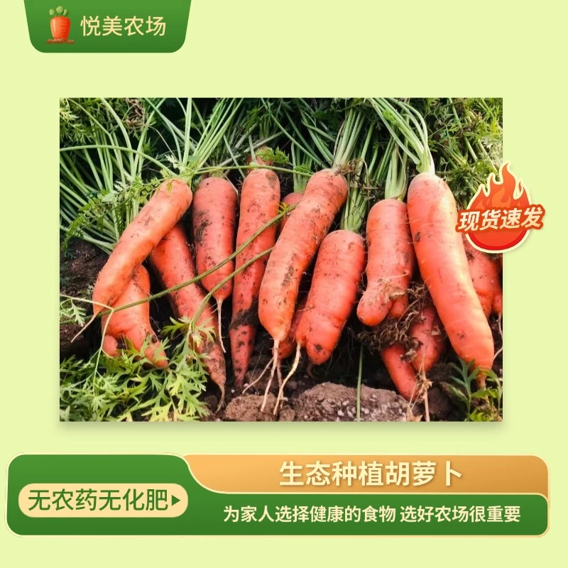 悦美健康农场新鲜现挖胡萝卜无药无肥健康生态种植孕妇宝宝辅食
