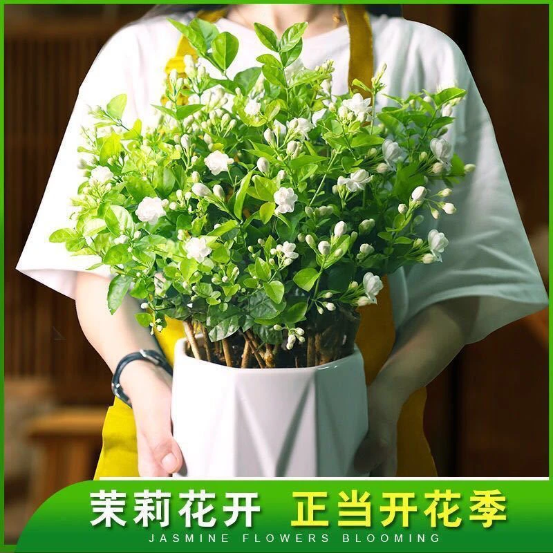 茉莉花盆栽重瓣花苗浓香型带花苞室内阳台好养观花植物四季开花卉