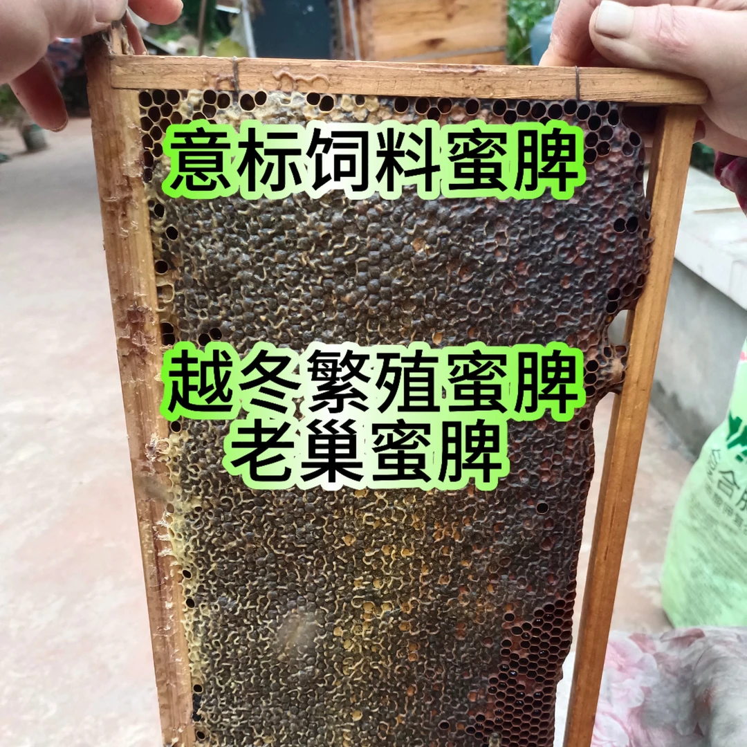 饲料蜜脾过冬蜜脾繁殖饲料脾