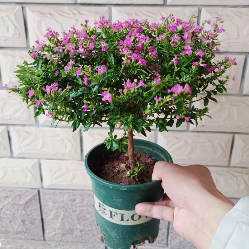 满天星盆栽四季开花室内客厅养带花苞发货观花植物常绿