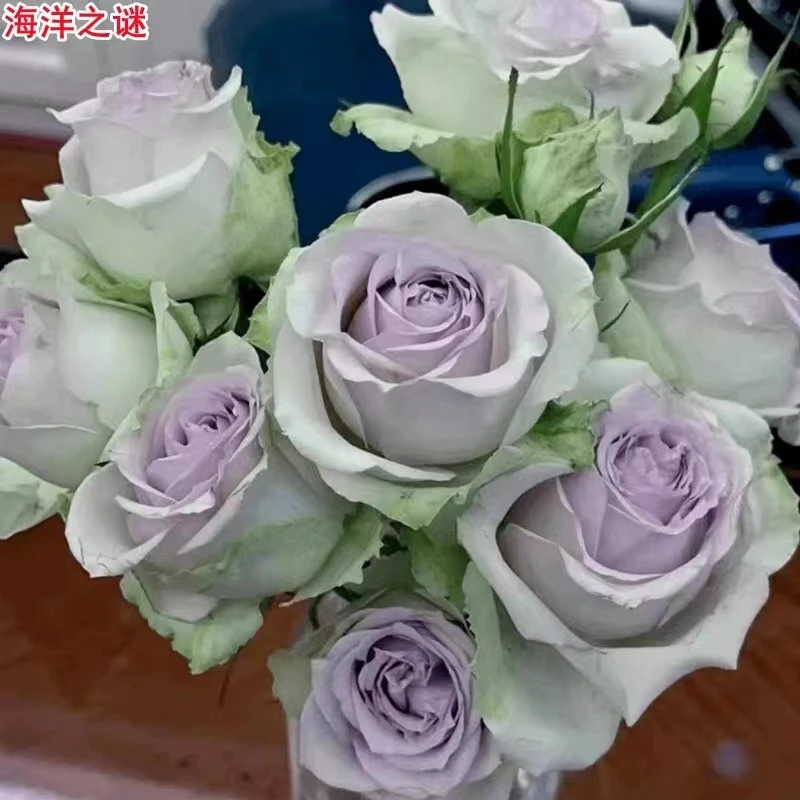 海洋之谜 蓝紫色多头丰花型切花玫瑰