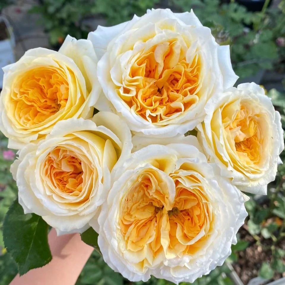 一物一拍【下单备注品名＋收货人手机后四位】月季花苗