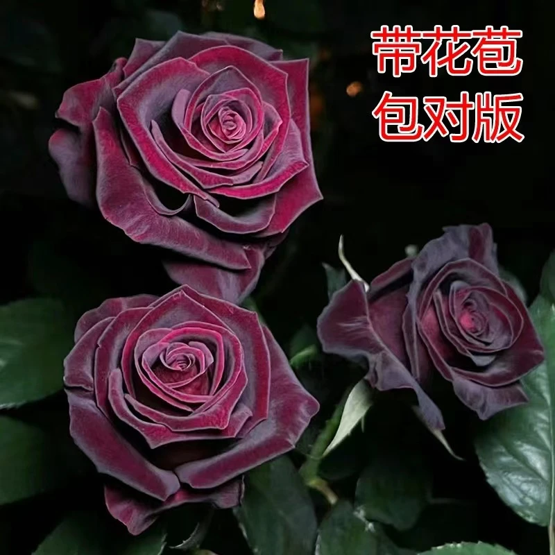 黑巴克切花玫瑰盆栽地栽
