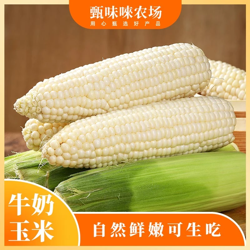 【甄味唻农场】福建牛奶水果玉米2024年新玉米 3斤4-7根/4斤5-8根