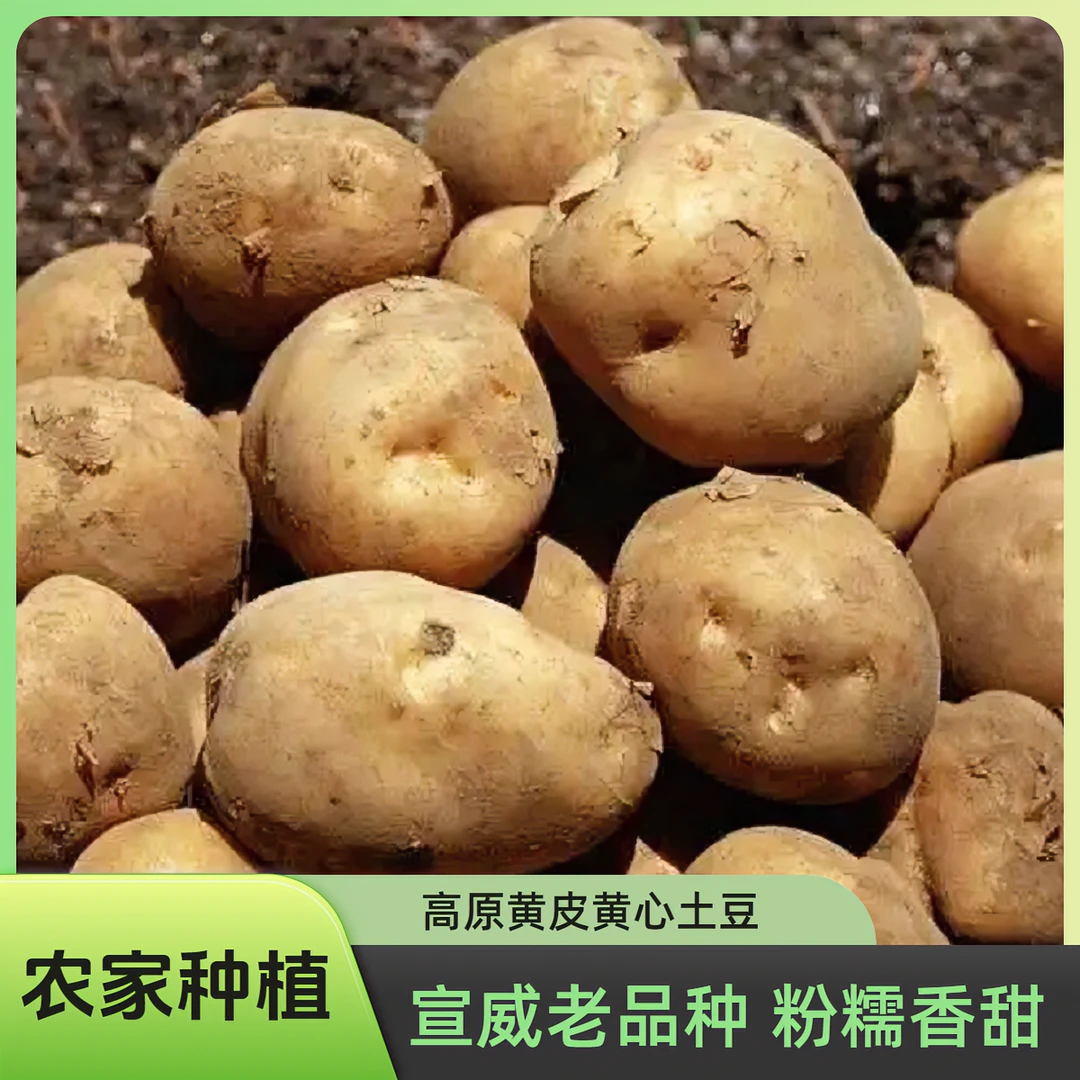 云南新鲜农家黄心土豆黄心马铃薯洋芋当季蔬菜