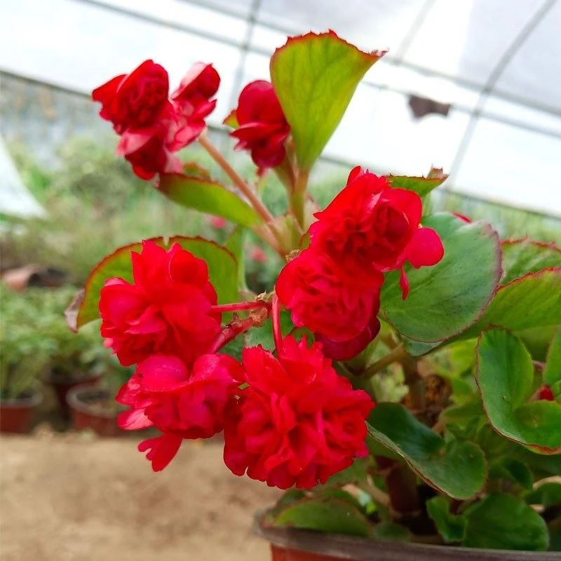 绿叶大红  重瓣球球四季海棠植物阳台庭院大花室内花卉耐寒海棠花