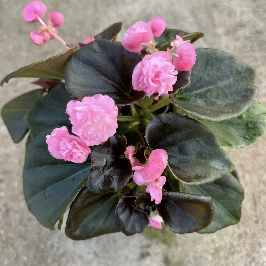 特价款红叶粉球