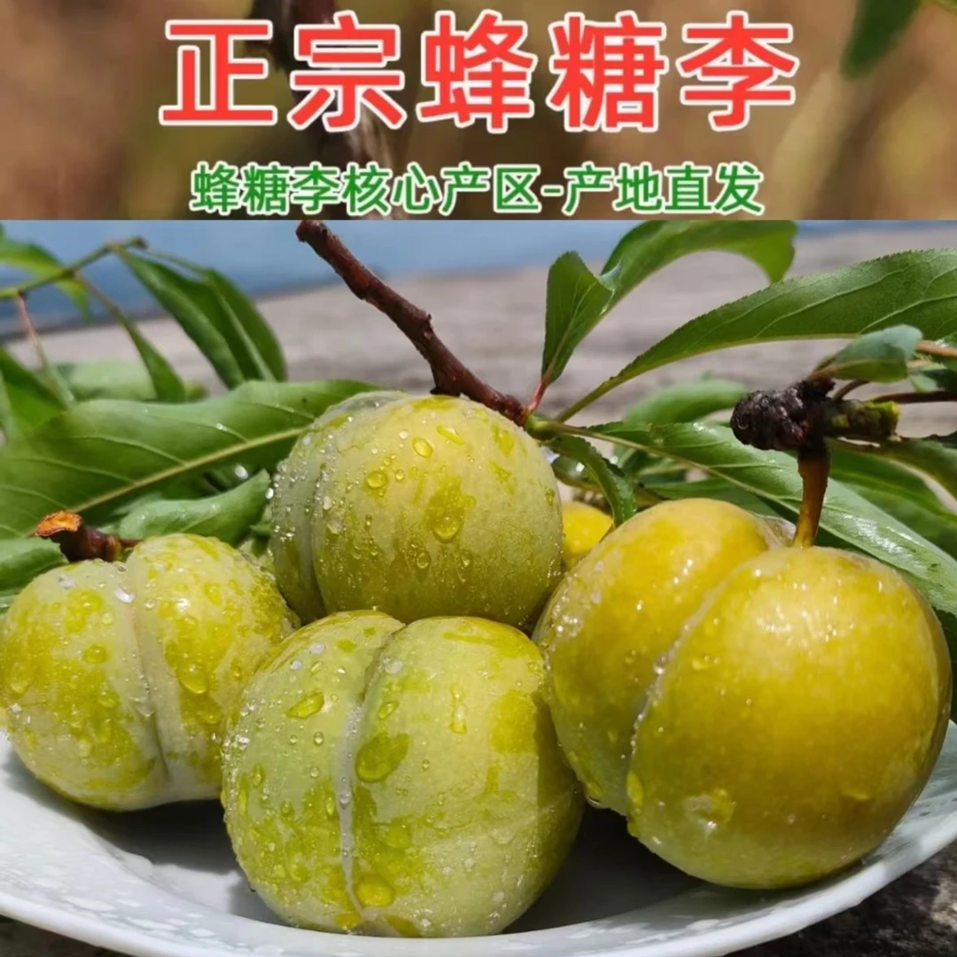 海嘎 蜜香李／蜂糖李 大果6斤顺丰包邮 云南果园新鲜采摘李子