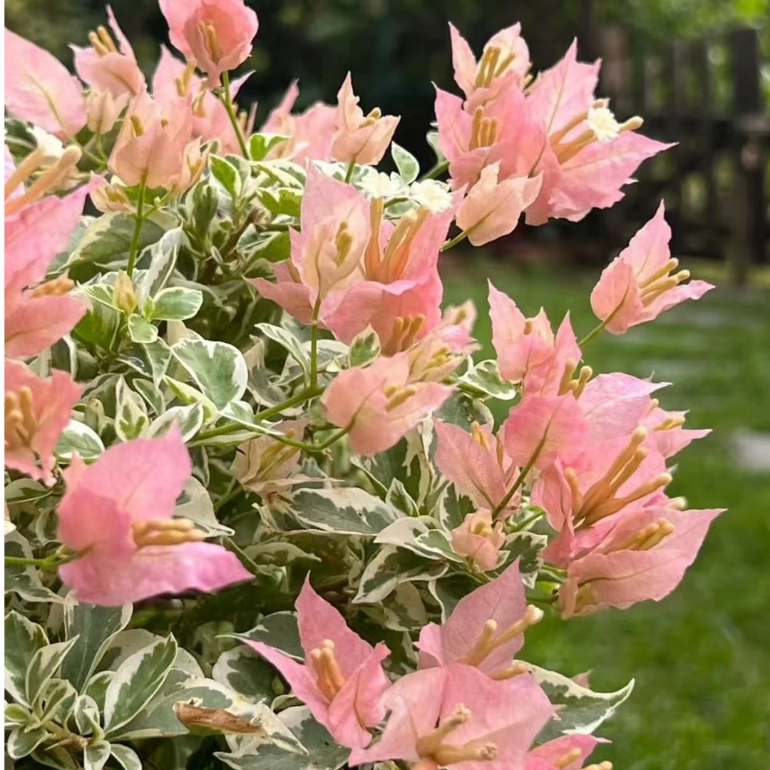⑯号.三角梅爬藤植物勤花盆栽庭院阳台
