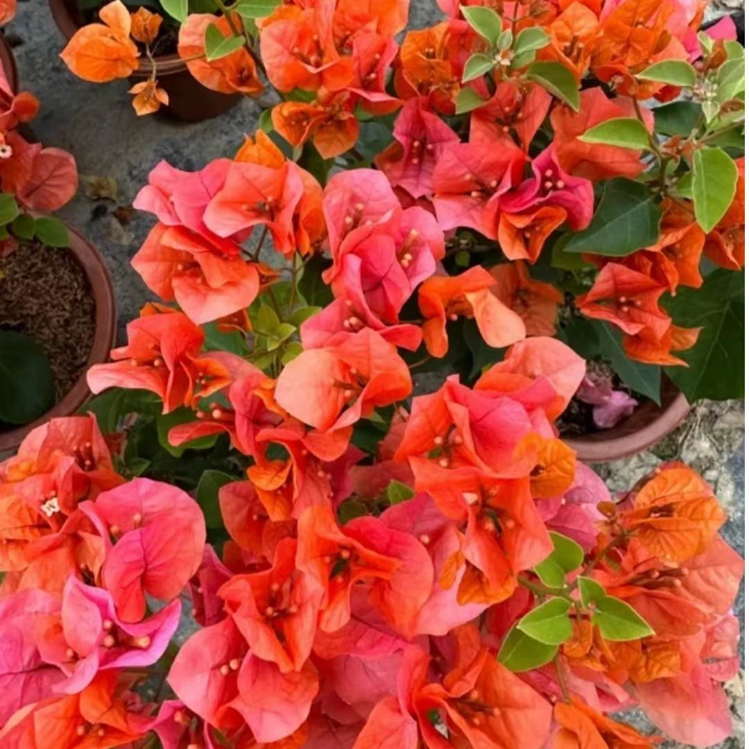 ㉓号.【绿叶橙】三角梅四季勤花花卉基地直发