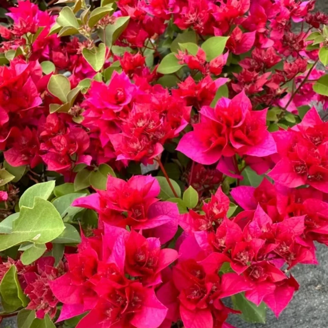 ⑪号.【重瓣系列】三角梅重瓣勤花花卉基地直发