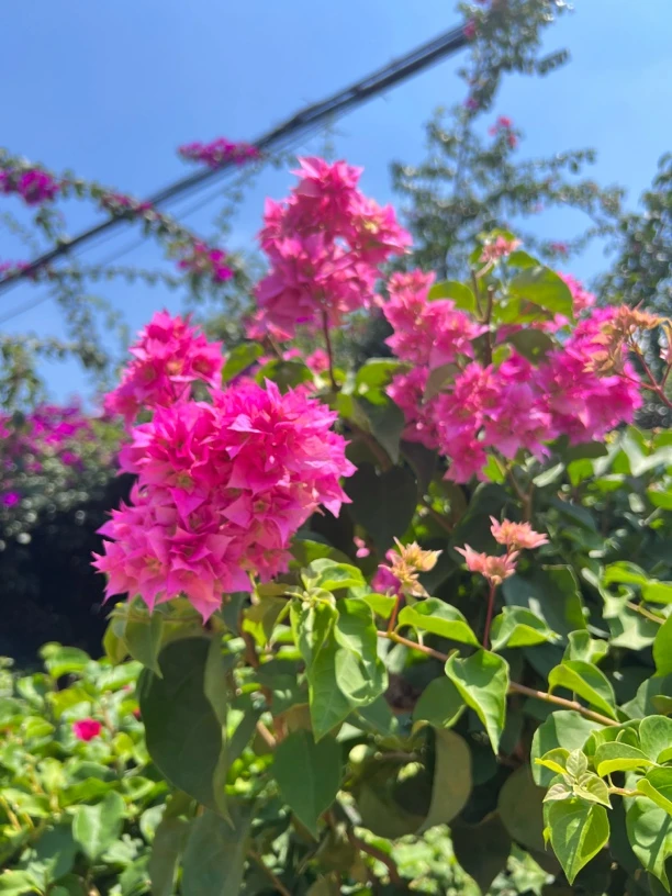 一物一拍彩色三角梅运输过程落花落叶正常现象