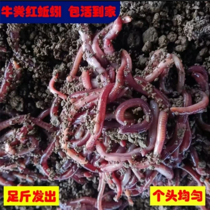 新鲜红蚯蚓活饵饵料活饵野钓钓鱼现挖现发新鲜包邮散装急速发货