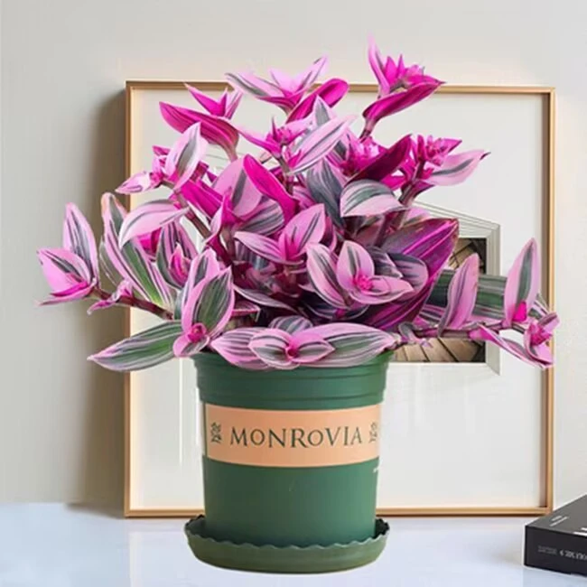 高端荷兰进口婚礼油画吊兰多肉