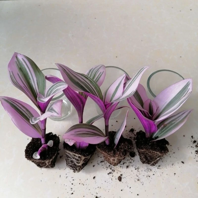 油画吊兰易爆盆室内吊兰耐热阳台油画好养