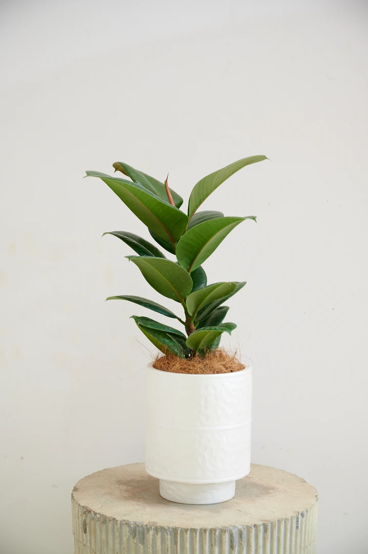 （桌面黑金刚）盆栽绿植观叶类室内植物好养护进化空气鲜活自然生长