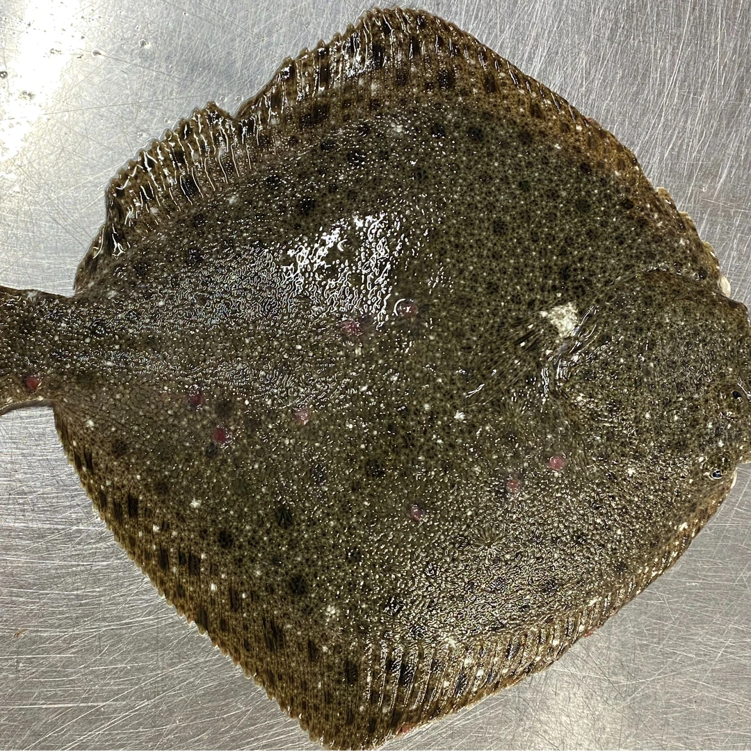 【多宝鱼】上街弟推荐新鲜多宝鱼 肉质细腻鲜甜福州发货