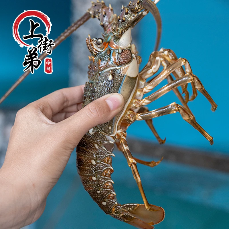 【活冻小青龙】上街弟推荐新鲜肉质鲜甜可刺身级别【保鲜不保活】