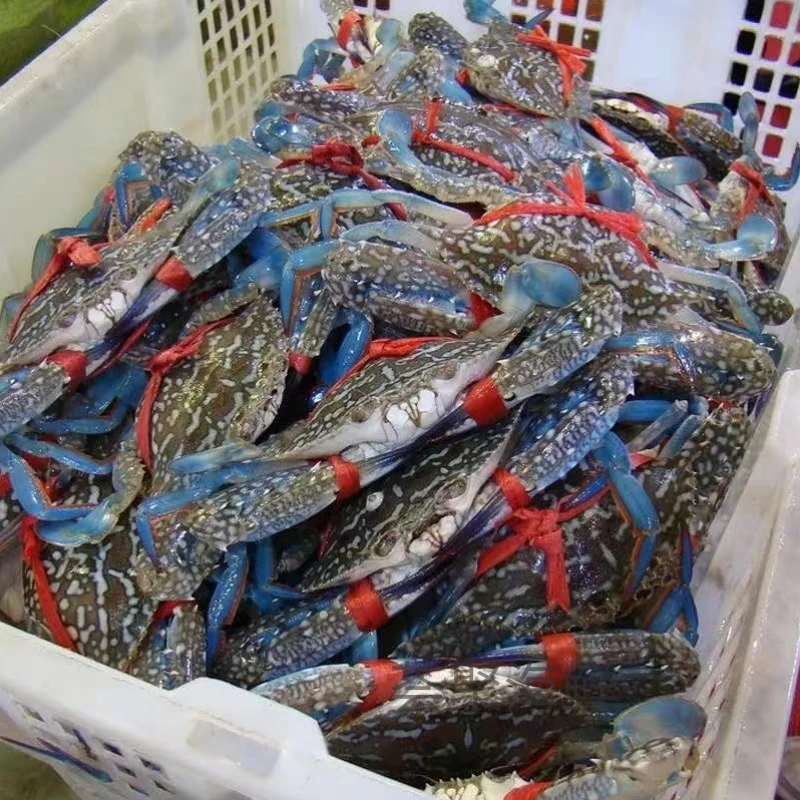 【保鲜不保活】【缺氧兰公母蟹】肉质饱满单只2两以上规格（总重）3/5斤