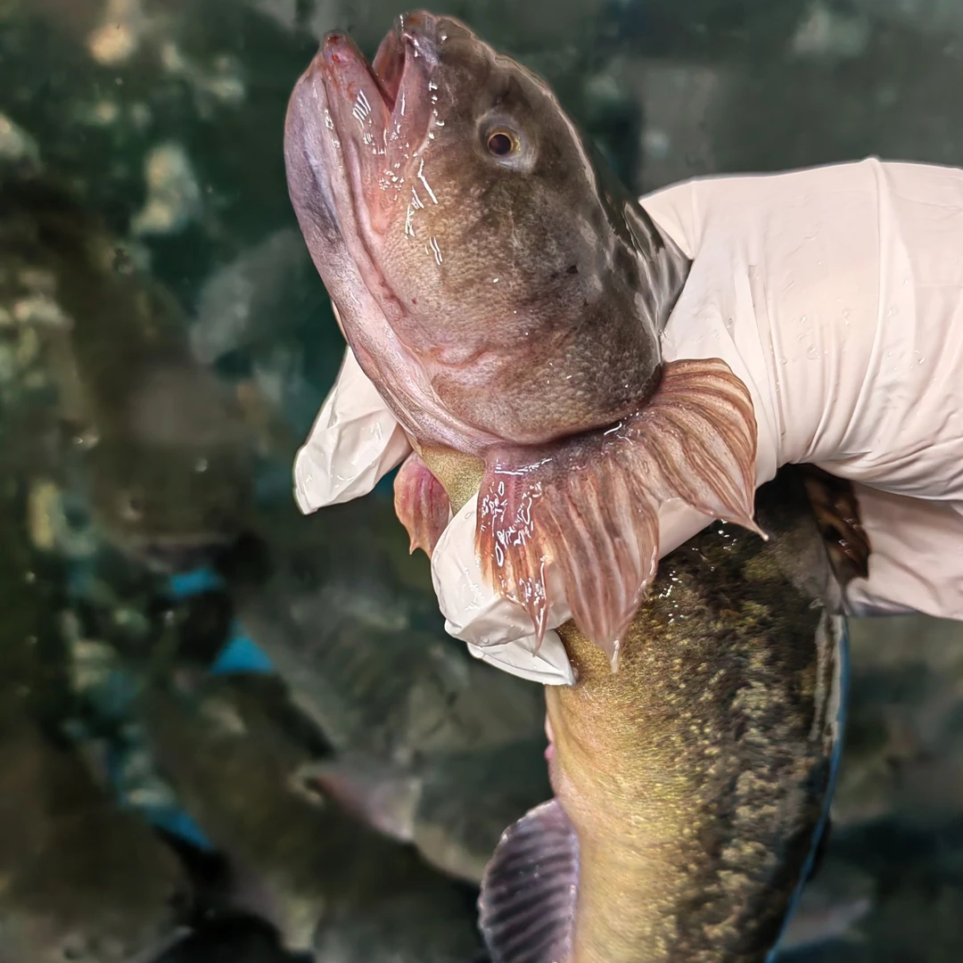 【鲜活鲟虎鱼】上街弟推荐海捕 肉质紧实 福州发货（包鲜不包活）