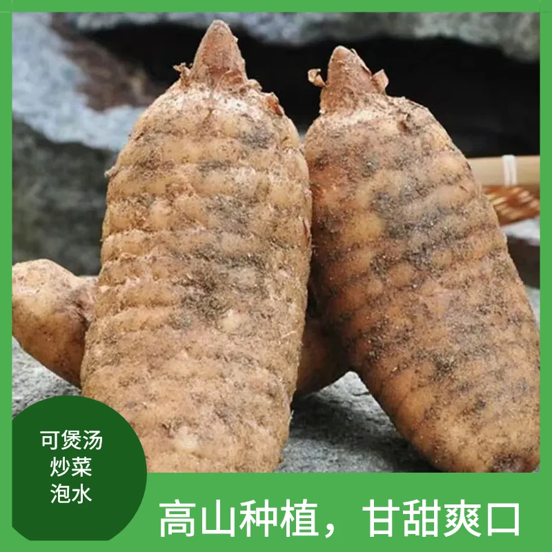 [坏果包赔]状元天麻新鲜天麻500g甘甜煲汤滋补炒菜泡水泡酒养生鲜