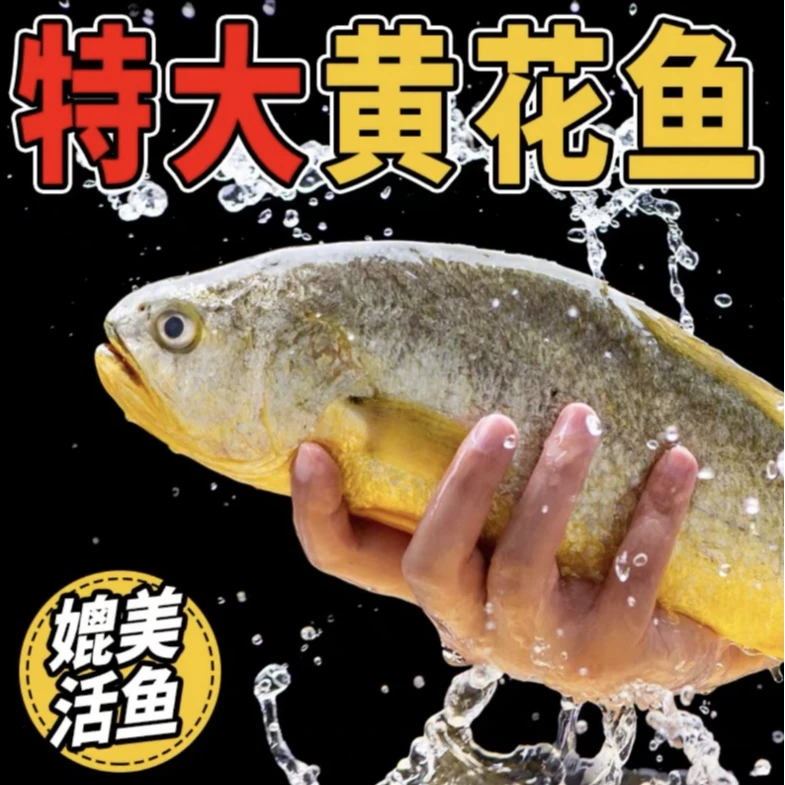 【送人必备】超大青岛本地半野生黄花鱼700-800g/条送人送礼发3大条