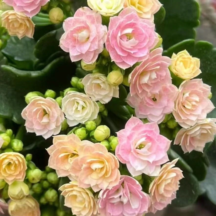 【奶油睡莲】青莲渐变色花110盆长寿