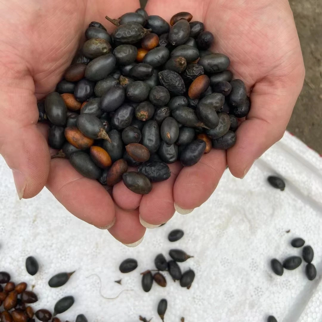 金丝楠木小叶桢楠新鲜种子正宗种子四川原产地