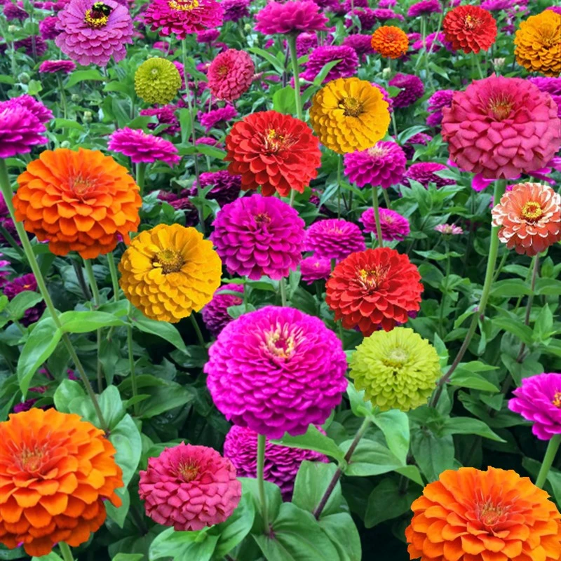 【疆藏包邮】大花百日菊百日草混色四季易活开花不断花卉种子