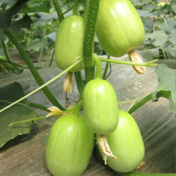 【迷你玉女黄瓜种子】水果黄瓜苗玉女小黄瓜种子阳台盆栽庭院种植