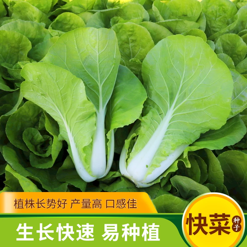 【疆藏包邮】速生快菜种子四季播阳台青蔬菜奶油小白菜种子春秋