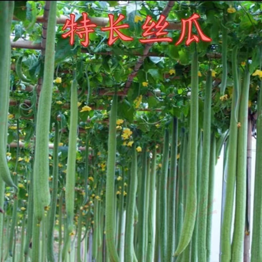 【疆藏包邮】特长丝瓜种子高产早熟蛇形丝瓜小院蔬菜可盆栽种籽
