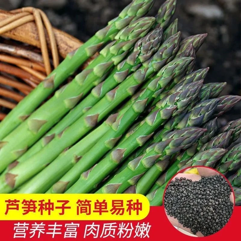 【疆藏包邮】绿芦笋种子四季种植高产芦笋盆栽蔬菜新鲜新种菜籽