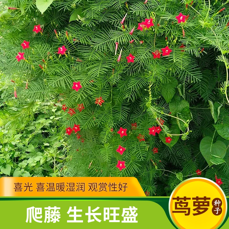 【疆藏包邮】羽叶茑萝种子四季开花五星花室内盆栽室外庭院植物