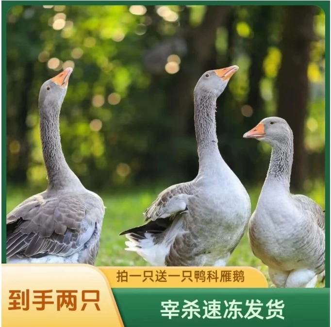 顺丰包邮散养大雁鹅2只毛重12斤带翅膀内脏含心肝宰杀后8-9斤