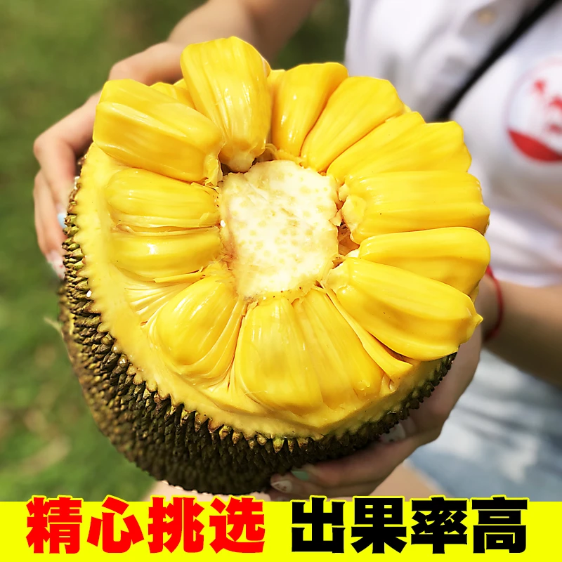 海南直发现摘当季新鲜水果波罗蜜三亚黄肉木萝蜜一整个波罗包邮