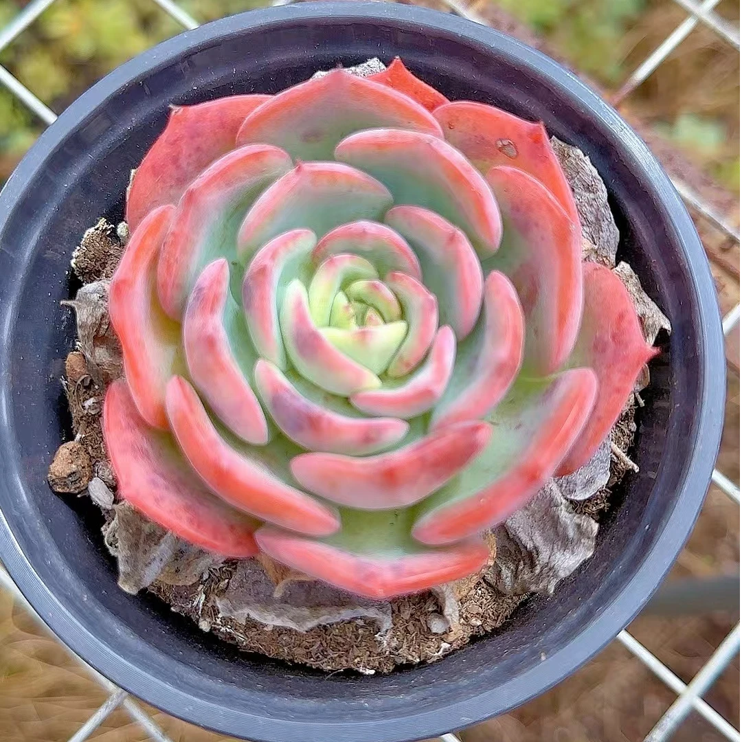 雯雅家 香妃 多肉植物 带盆带土 简单好养
