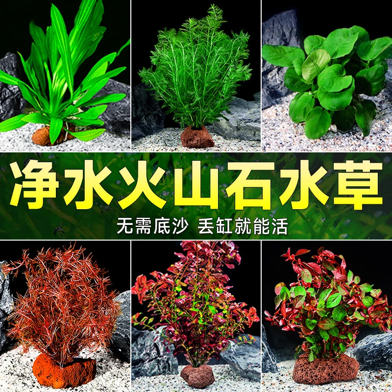 鱼缸水草植物鱼缸造景植物阴性蜈蚣草火山石鱼缸水培淡水水草