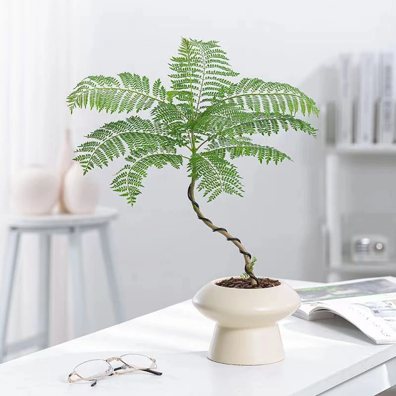 现代北欧风蓝花楹盆栽树苗大型绿植室内阳台桌面花卉造型盆景网红