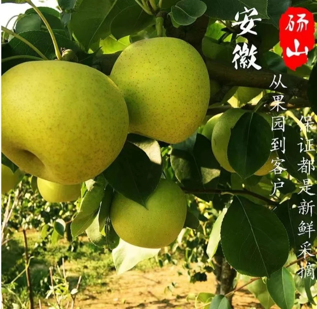 好吃的梨到手一个
