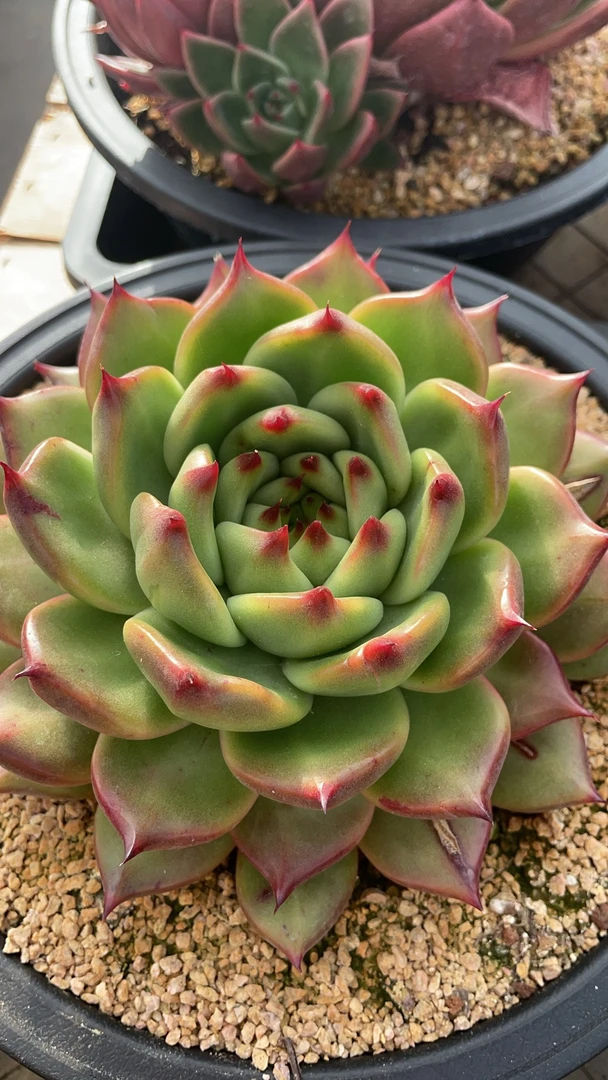 基地直销，福利东云多肉，框拍680