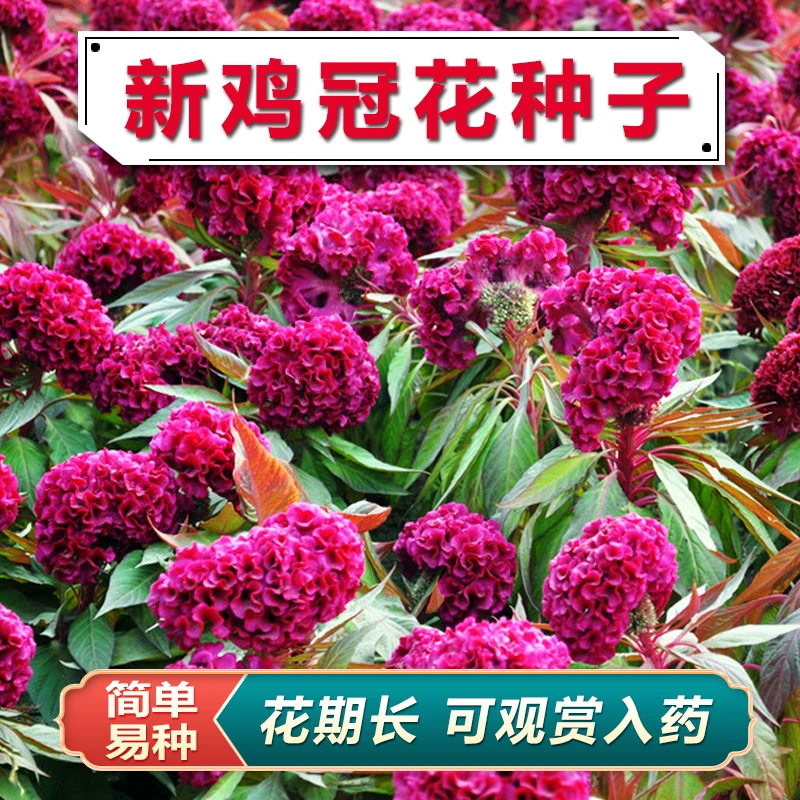 出售鸡冠花种子园林景观花籽工程绿化植物花卉种子四季易播种