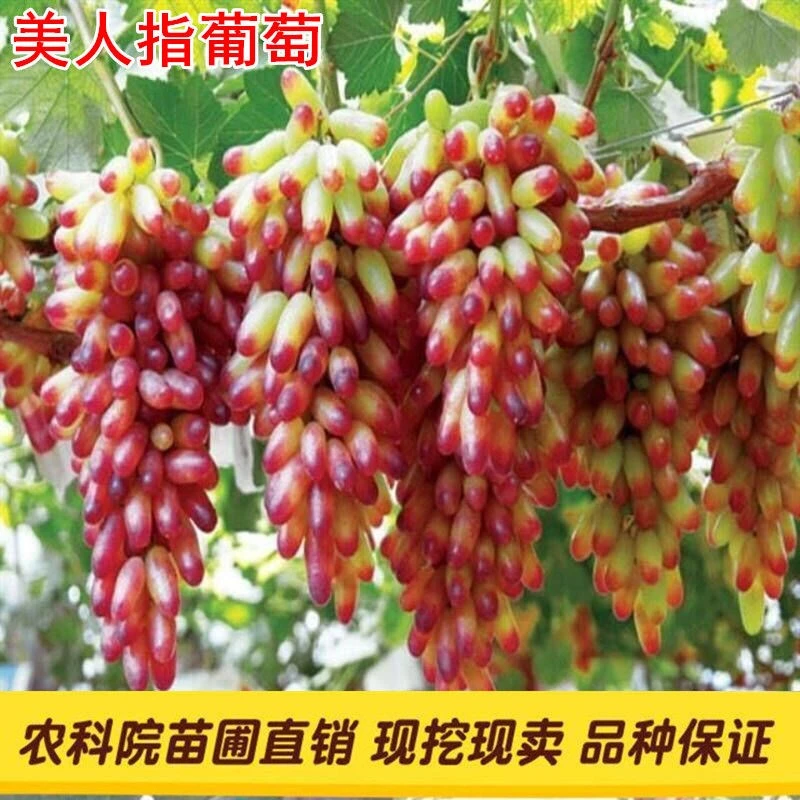 美人指葡萄苗大苗果树果苗爬藤嫁接苗当年结果四季葡萄树苖盆栽