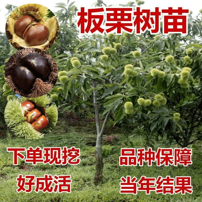 嫁接板栗树苗大红袍迁西板栗树苗南北方种植果树盆栽地栽当年结果
