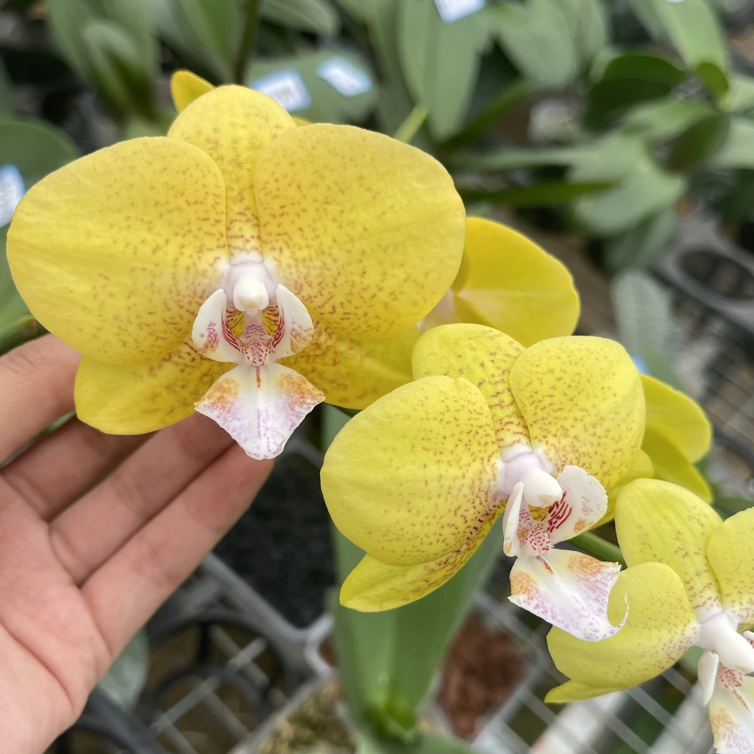 【波斯王子】3.0寸蝴蝶兰花苗,蜡质花带香味,抗寒耐热